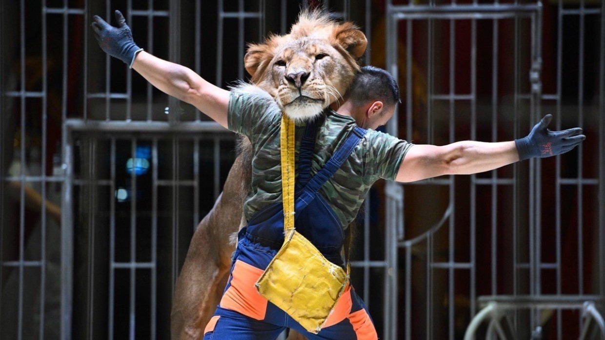 Россельхознадзор наказал владельца передвижного цирка во Владимирской области