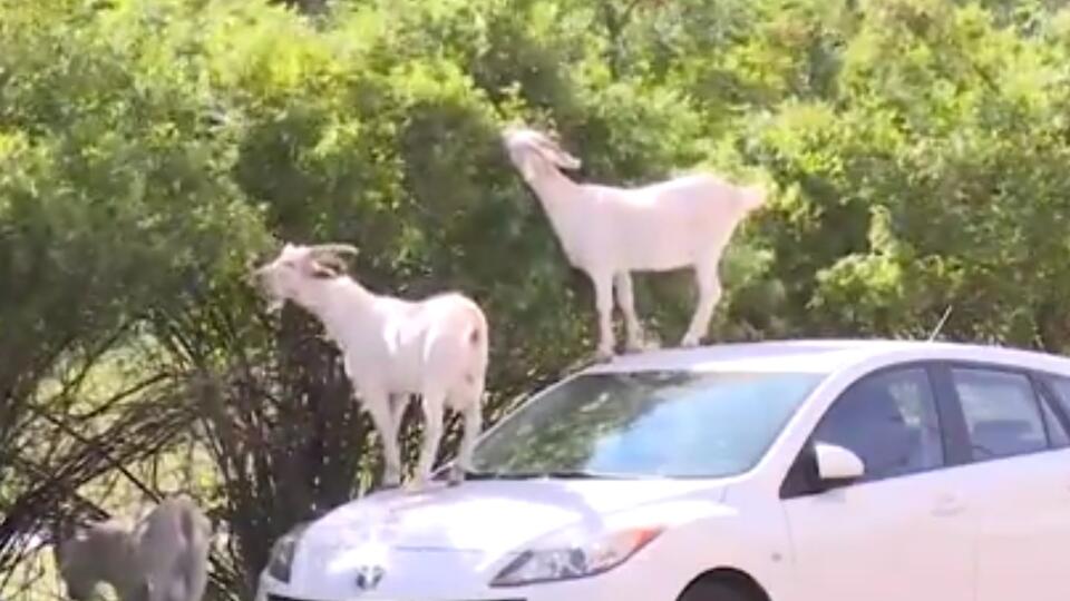 На хозяина банды коз подали в суд из-за навоза на улицах Южного Бутово