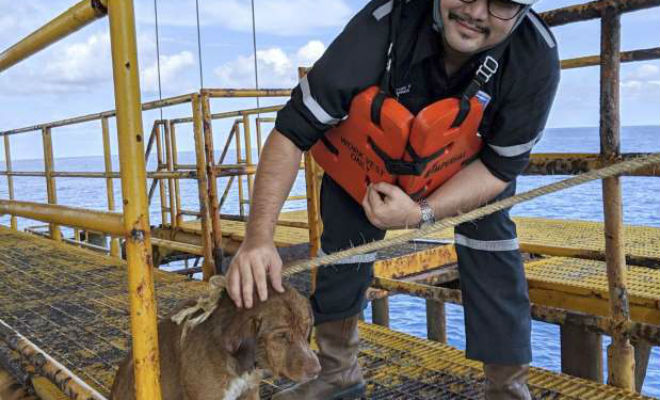 Собака проплыла 200 километров в океане, пока на помощь не пришли люди океан,Природа,Пространство,собака,спасение животных