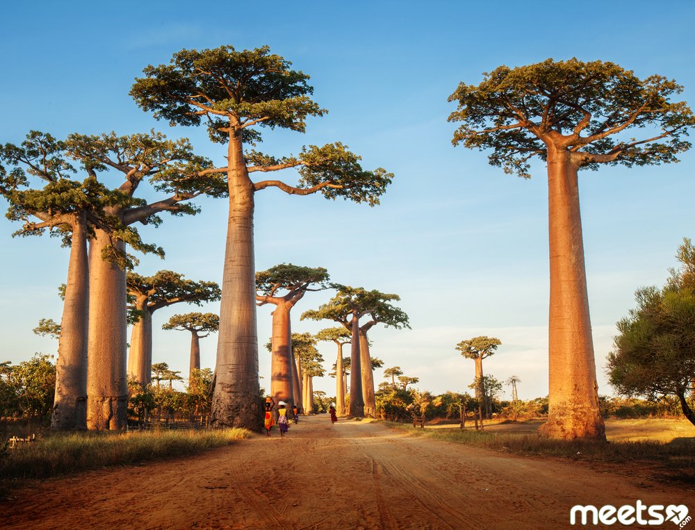 baobabs