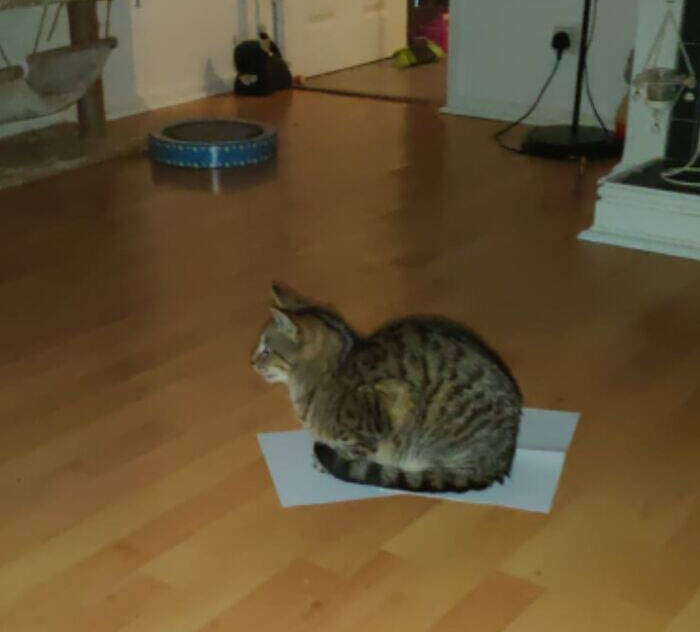 Как легко поймать кота: 15 фото