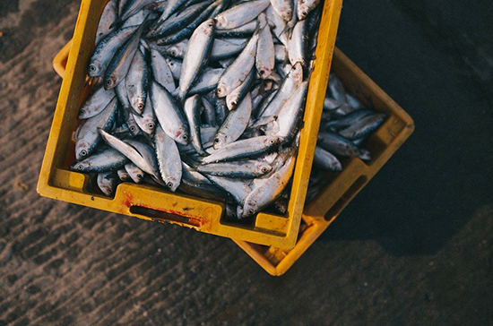 Перевозку рыбы с Дальнего Востока предложили субсидировать