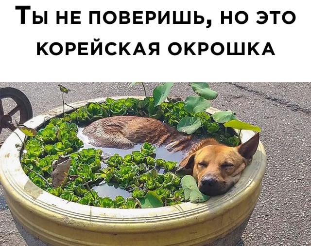 Подборка прикольных картинок Подборка прикольных картинок приколы,смешные картинки,юмор