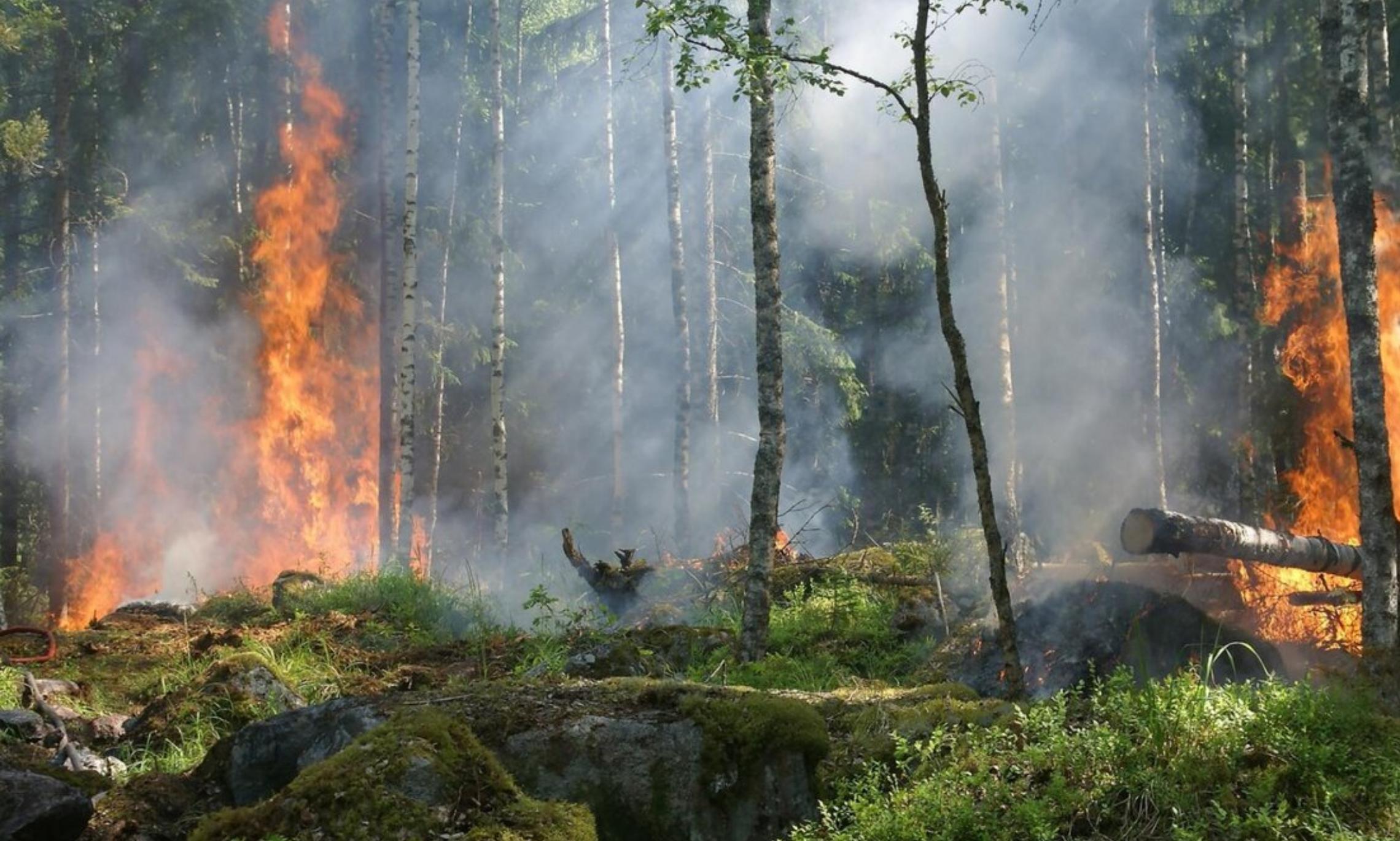 В Архангельской области за неделю ликвидировали четыре лесных пожара