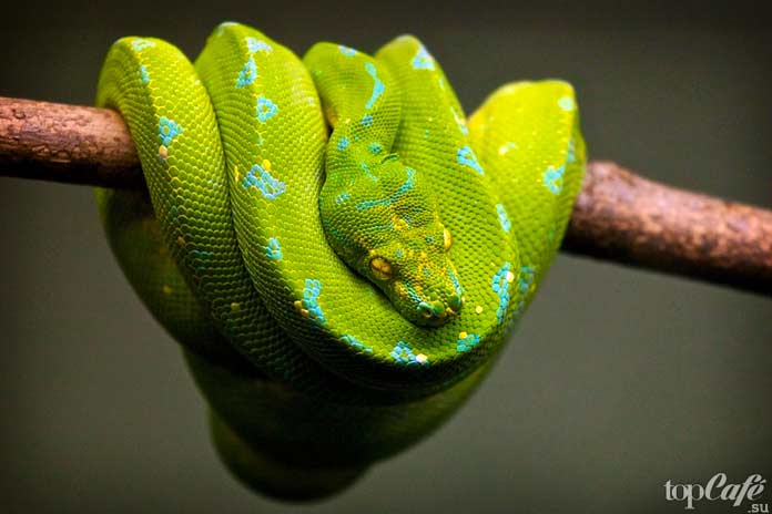 Самая красивая змея