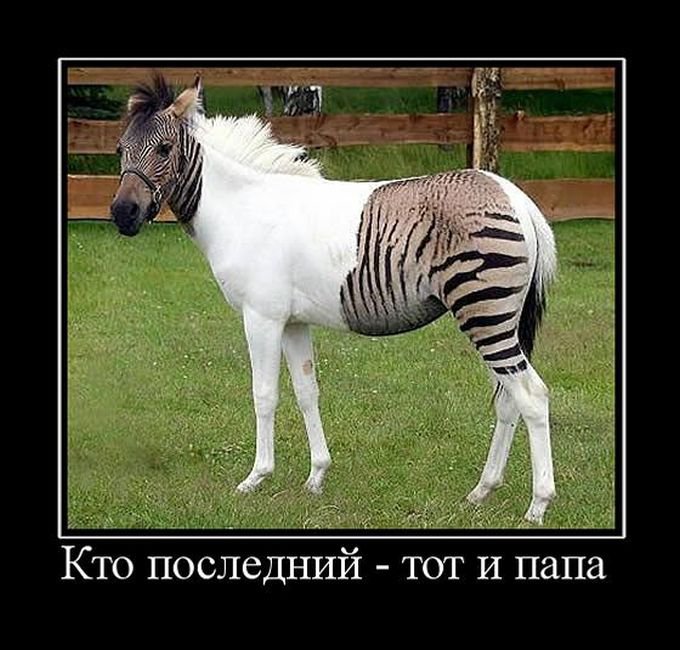 Демотиваторы черноватенькие 