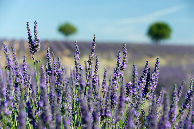 От чабера до лаванды. Какие новые сорта пряных трав появились в этом сезоне От чабера до лаванды. Какие новые сорта пряных трав появились в этом сезоне
