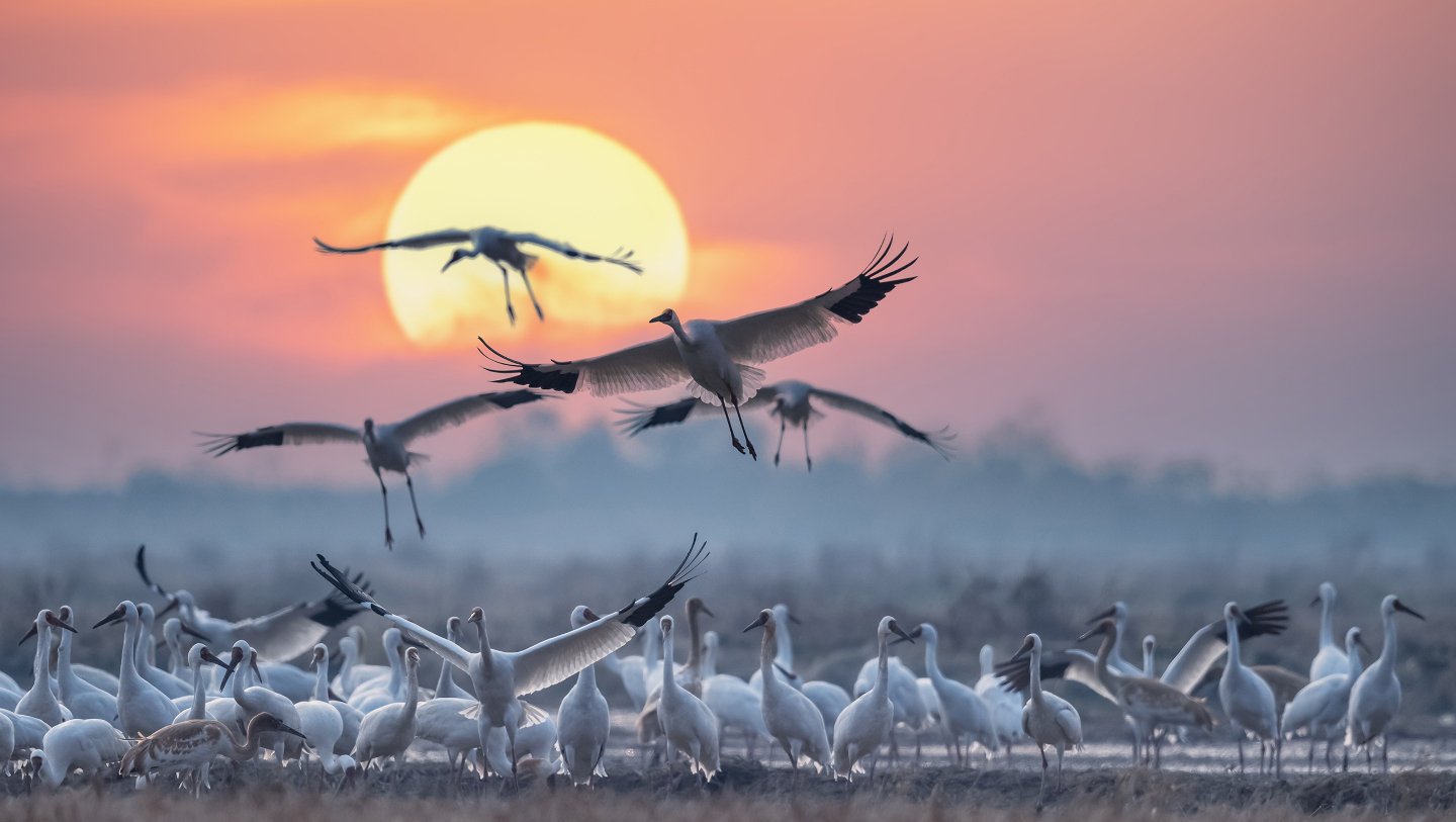 Школа выживания: как звери и птицы обучают своих детенышей Школа выживания: как звери и птицы обучают своих детенышей детенышей, часто, чтобы, можно, уроки, учатся, шимпанзе, обезьяны, матери, Молодые, запоминают, животном, группы, когда, создают, самки, начинают, социального, взрослых, взрослые