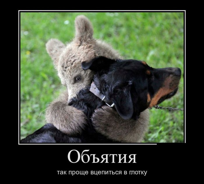 Прикол обними. Веселые картинки. Открытка обнимашка. Открытка обнимашка. Кот обнимашка.