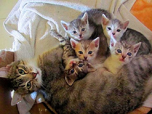 Мамаши ... и папаши животные,позитив