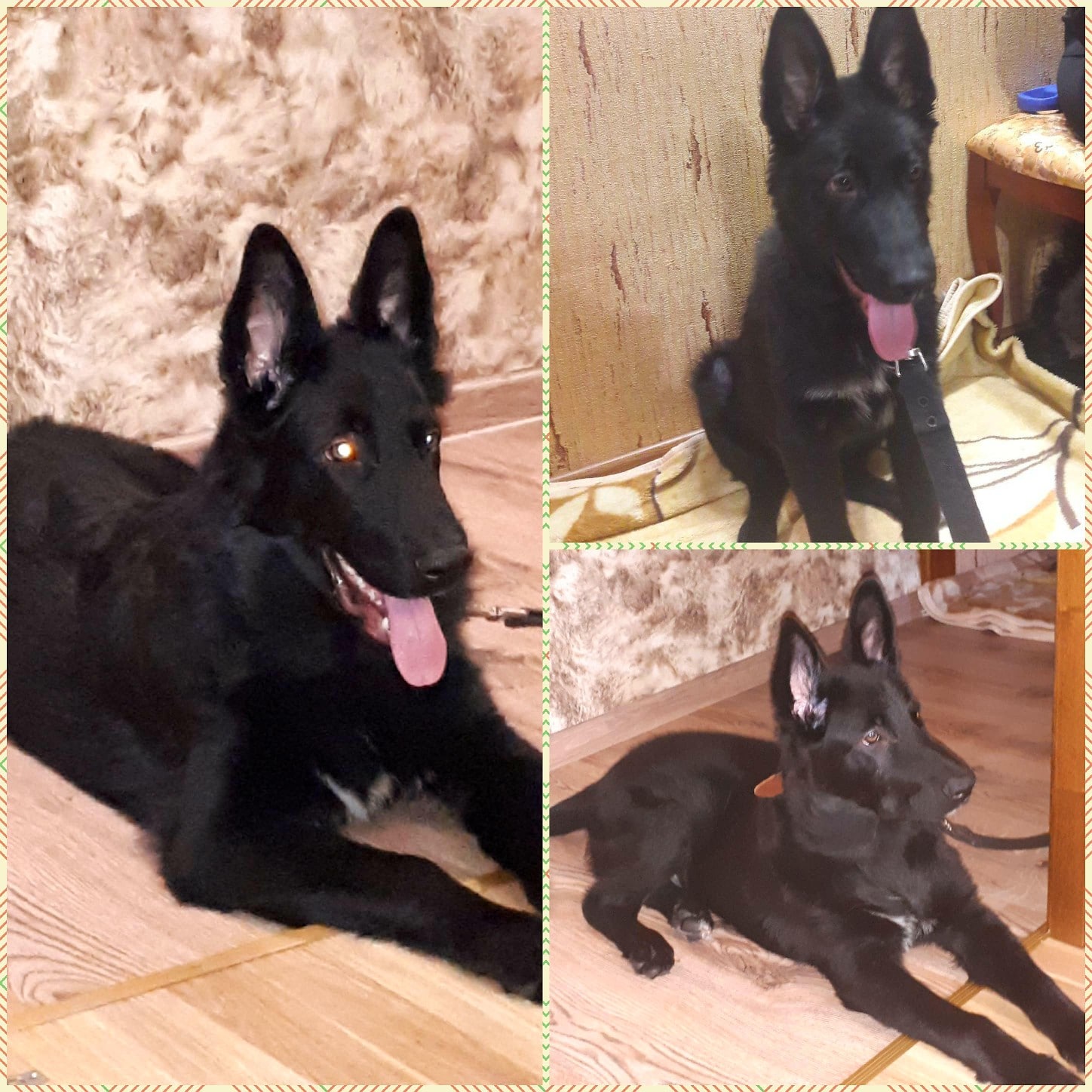 собака в доме