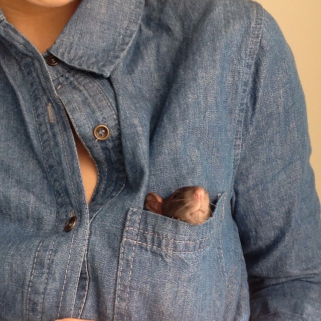 rat-dog-6