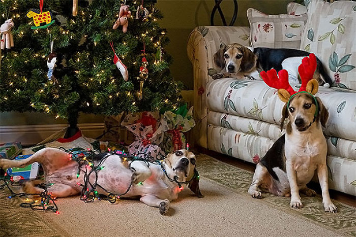 Mom Put Up The Tree And We Helped!