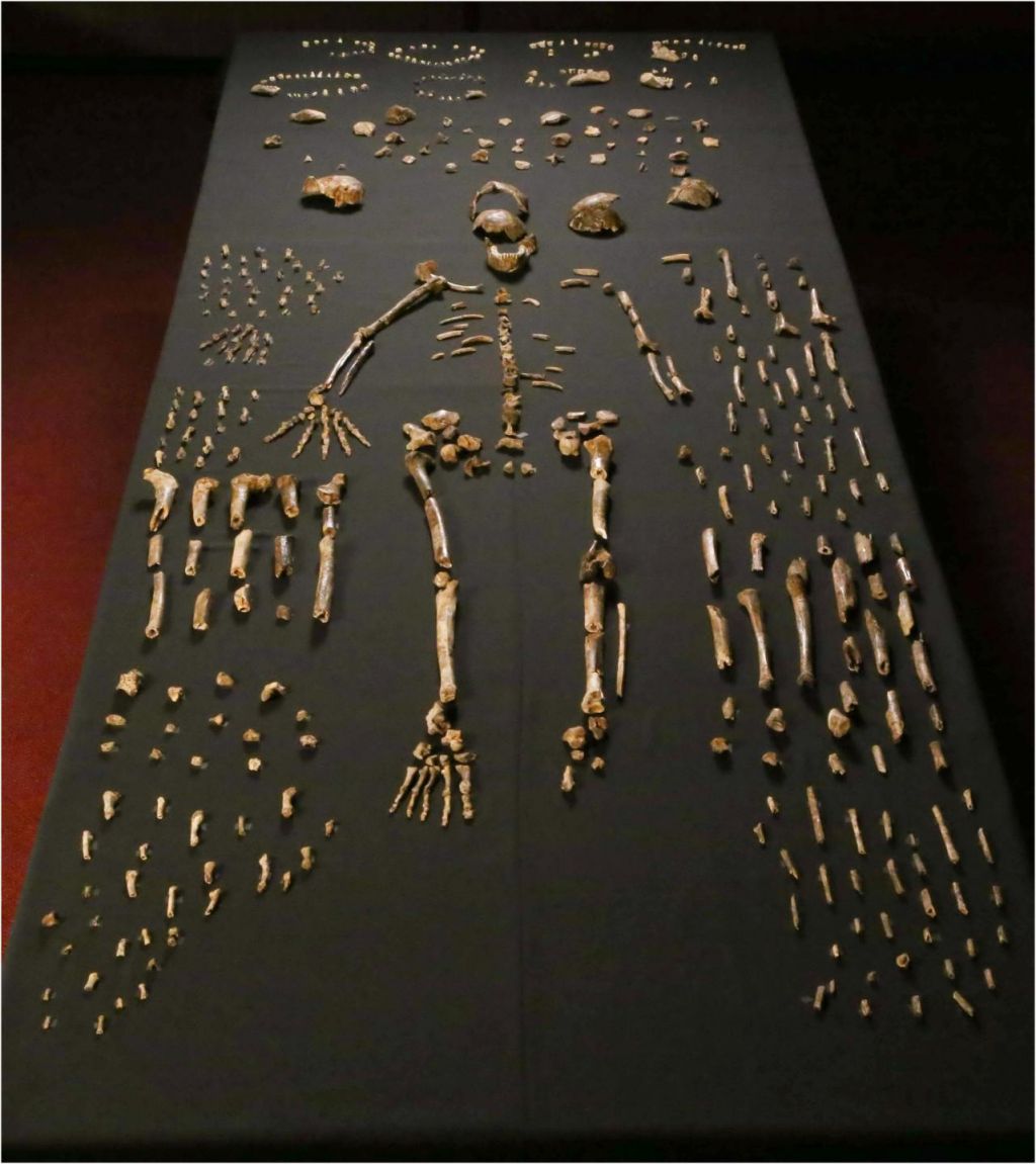 Ископаемые останки вида Homo Naledi.