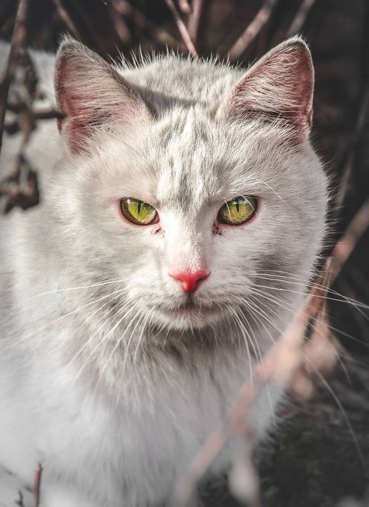 Portraits Of Stray Cats