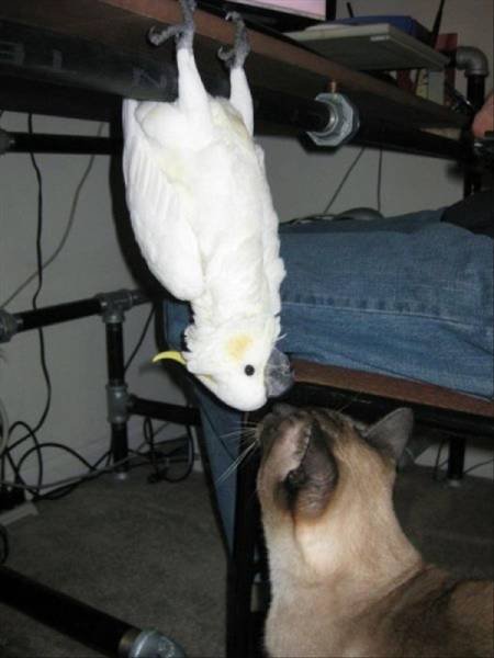 Прелестные животные, которые подарят вам улыбку 