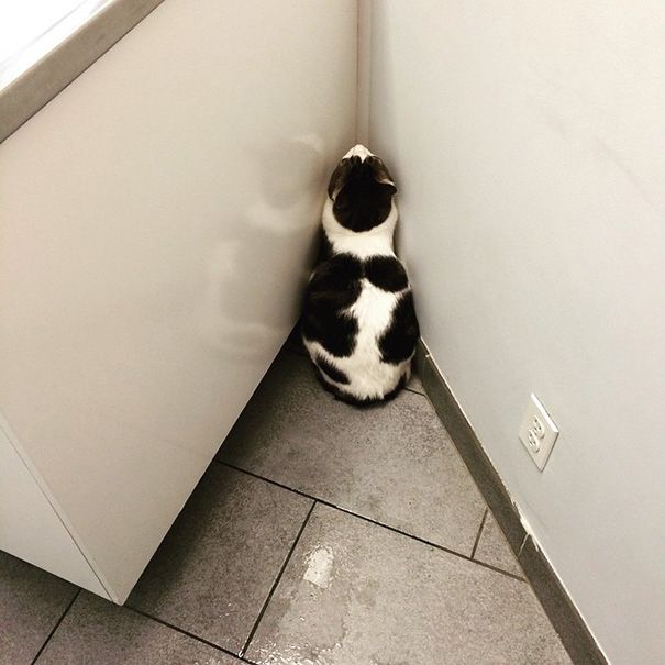 25 смешных котов, которые только что осознали, что находятся у ветеринара коты у ветеринара, кошка у ветеринара, смешные коты