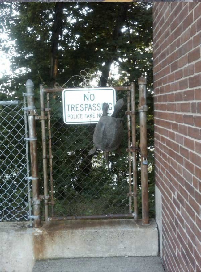 25 животных, которые плевали на эти ваши правила 