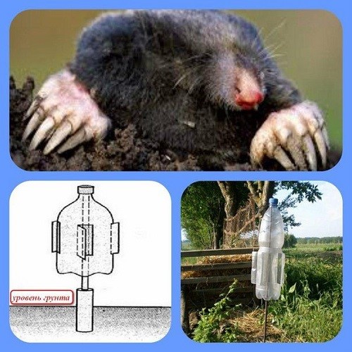 Что можно сделать из пластиковых бутылок своими руками для дачного участка, сада и огорода Что можно сделать из пластиковых бутылок своими руками для дачного участка, сада и огорода идеи