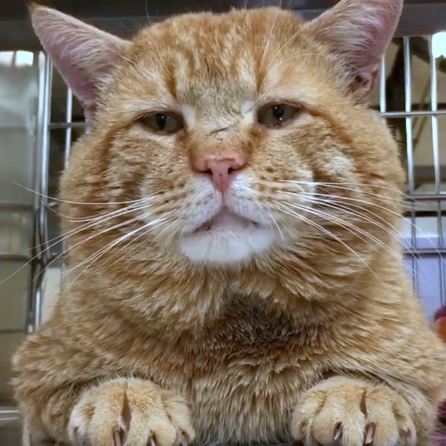 Попавший в приют огромный бродячий кот поразил людей своим "разговором" с человеком Попавший в приют огромный бродячий кот поразил людей своим "разговором" с человеком