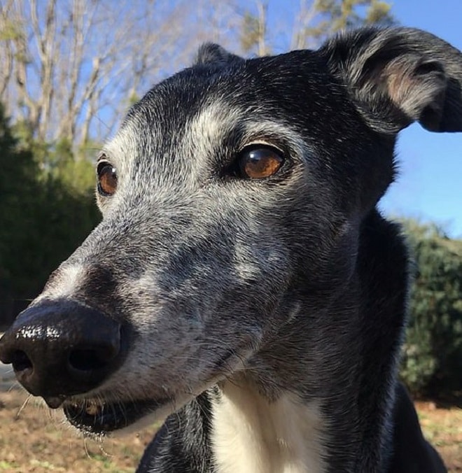 «Она не сможет ходить» — сказали врачи плачущей хозяйке, но собака оказалась сильней мрачных прогнозов