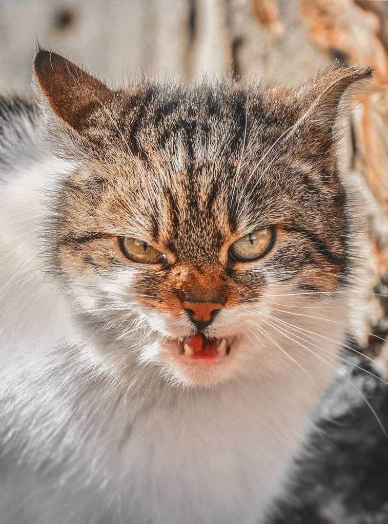 Portraits Of Stray Cats