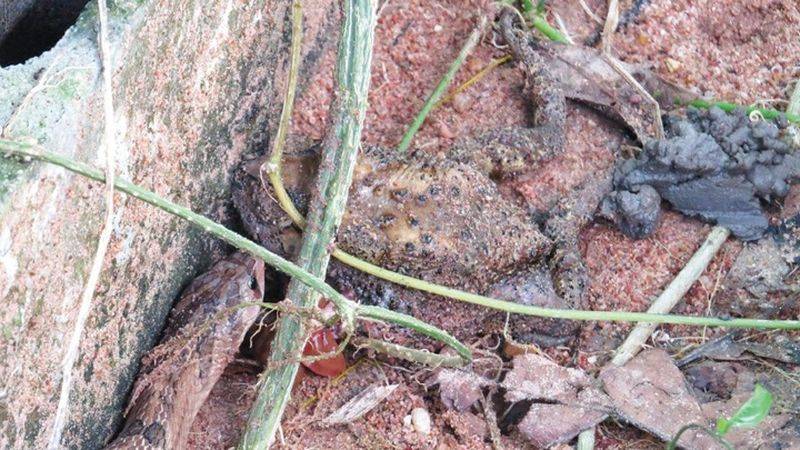 Змеи вида Oligodon fasciolatus потрошат жертву заживо