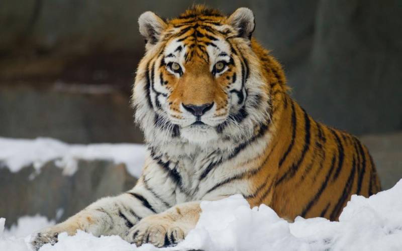 Амурский тигр: фото, описание. Сколько осталось амурских тигров в мире?