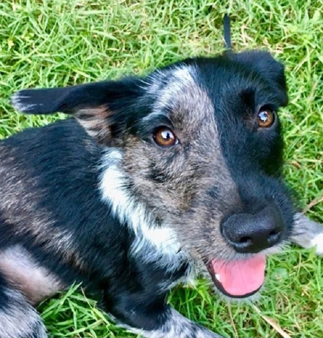 Собака в траве