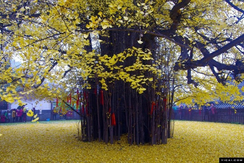 Последний привет осени: 1400-летнее дерево снова разливает океан желтых листьев дерево, китай, красота, листва, осень, природа