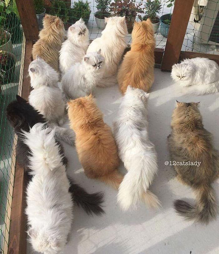 12 очаровательных персидских кошек