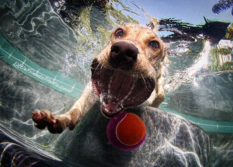 Собаки - в водуныряки (13 фото)