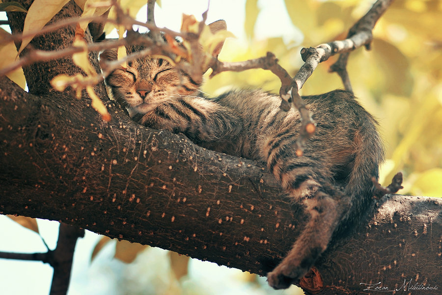 Как снять кота с дерева