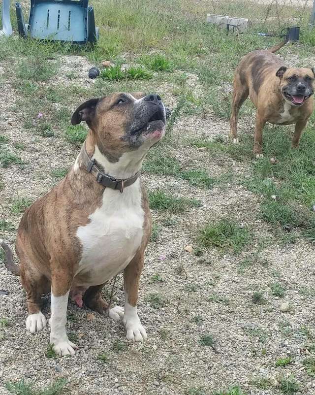 Хозяина собак посадили в тюрьму, а питомцы очутились в приюте. С тех пор они ждут… Хозяина собак посадили в тюрьму, а питомцы очутились в приюте. С тех пор они ждут… истории из жизни