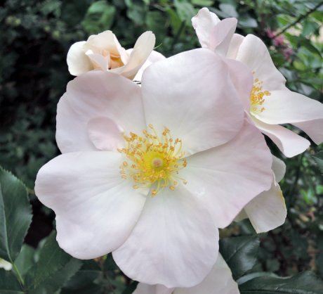 Мускусная роза: сорта, выращивание и уход дача,сад и огород,цветоводство