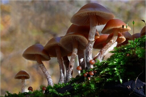 Где искать грибы опята, чтобы принести домой целую корзину? грибы, грибов, опята, перец, отварных, минут, можно, остудите, когда, теста, в лесу, опенок, добавьте, листьев, у молодых, молотый, только, после, опятаОпята, из опят