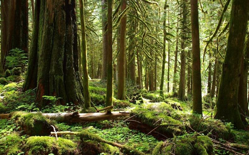 Места, где есть реальный шанс столкнуться со снежным человеком