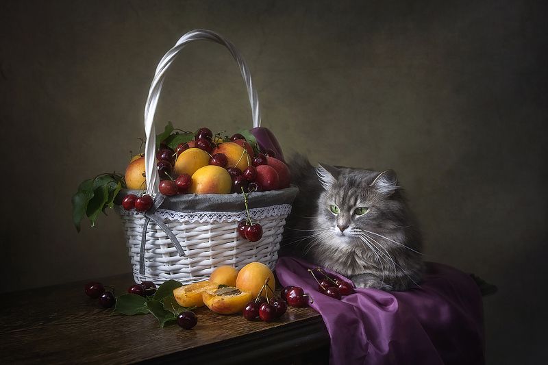 Сидела кошечка в окошке, встречала теплую весну. Натюрморты Ирины Приходько Фотография