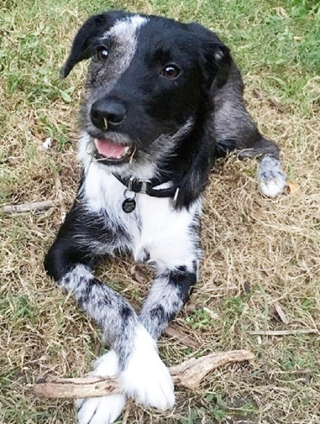 Собака на природе