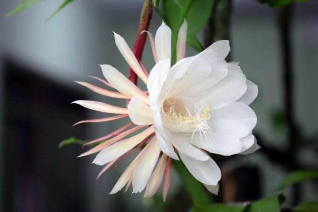 Эпифиллум угловатый — кактус с цветками орхидеи комнатные растения,цветоводство