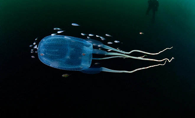 Исследование: медузы способны к обучению, даже несмотря на то, что у них нет мозга в привычном нам понимании 