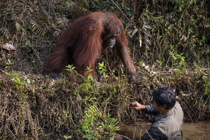 Орангутанг решил, что мужчина тонет в реке, и протянул ему руку, чтобы помочь 