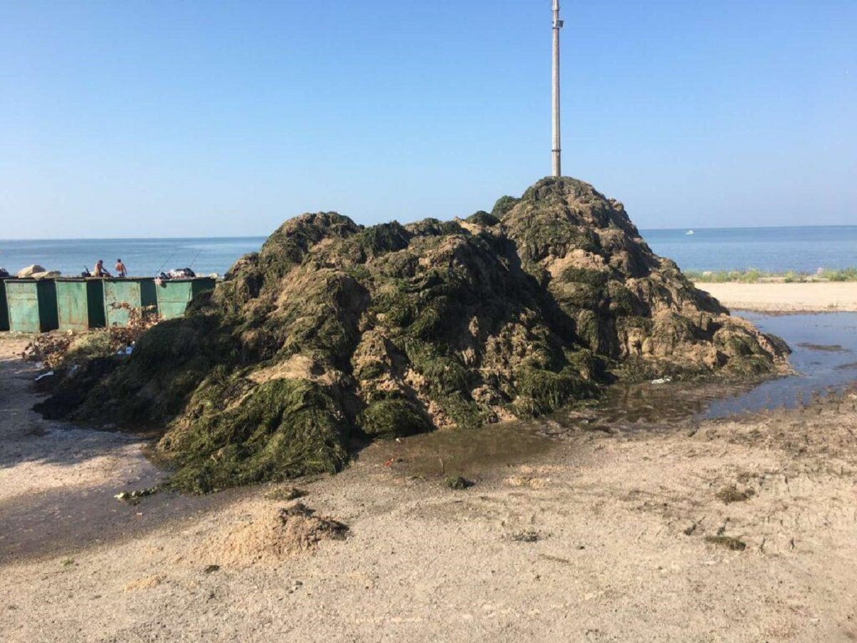 Отдых в Бердянске: пляжи завалило тоннами водорослей
