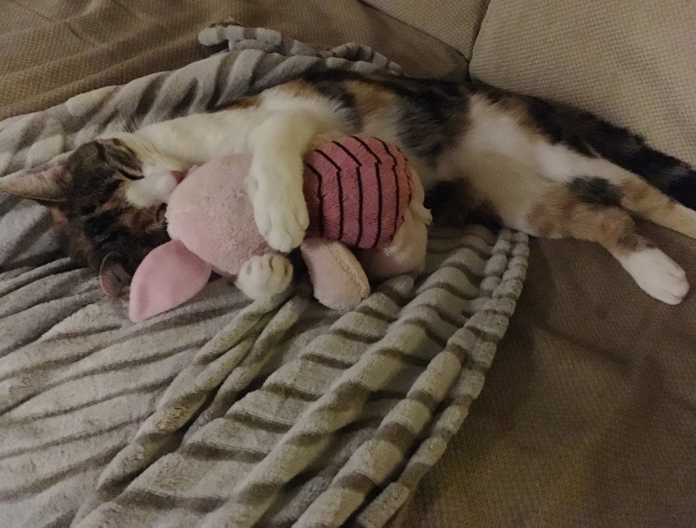 Одинокий котенок изо всех сил цеплялся за велосипедистов, чтобы те не уехали без него Одинокий котенок изо всех сил цеплялся за велосипедистов, чтобы те не уехали без него истории из жизни