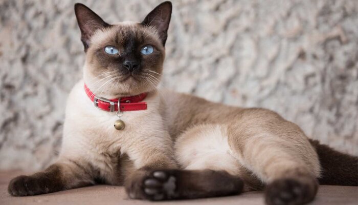 Сиамские котята рождаются белыми. / Фото: profile.ru