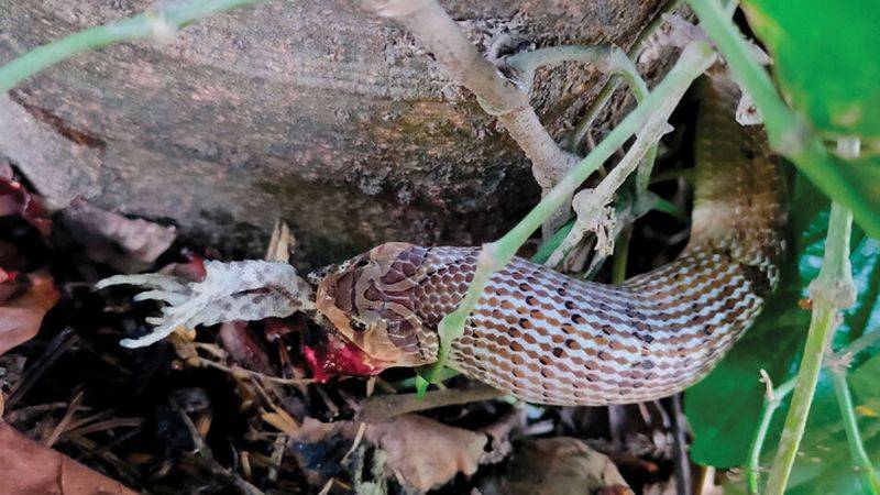 Змеи вида Oligodon fasciolatus потрошат жертву заживо