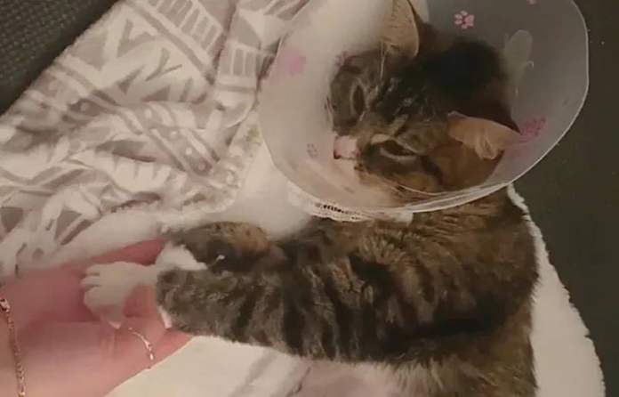 Без кота и жизнь не та