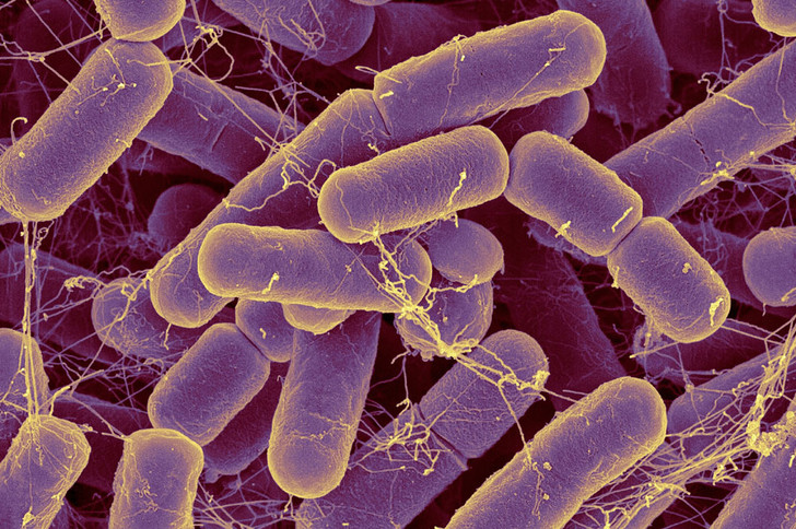 Управляющая компания: как бактерии руководят людьми бактерии,медицина,человек