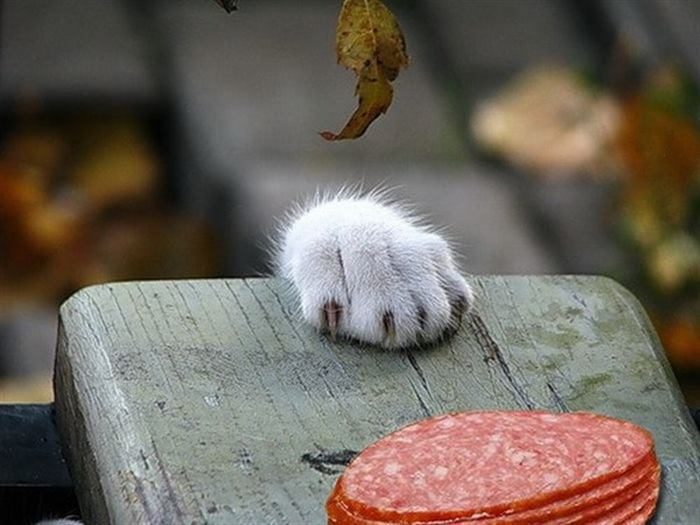 Невероятно целеустремленные коты Невероятно целеустремленные коты