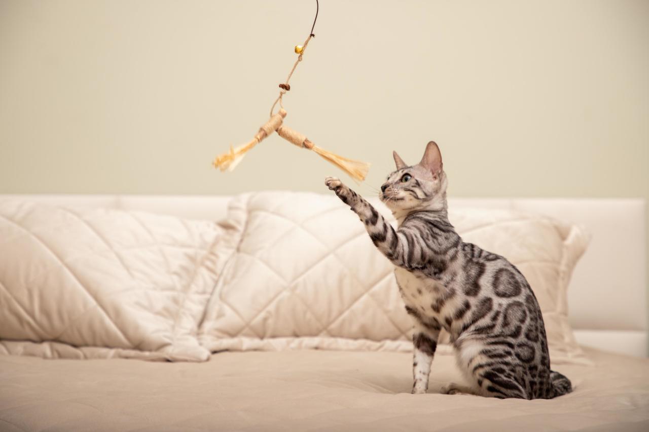 Почему кошки будят нас по ночам, и как отучить их от этой привычки питомец, активности, кошка, больше, можно, хозяев, помогает, чтобы, хозяева, вечером, питомца, может, получает, кошки, ночное, после, беспокойство, когда, понимает, которые